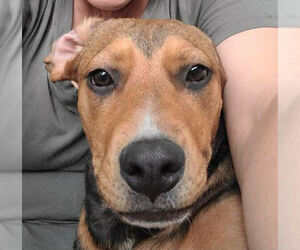 Mutt Dogs for adoption in Linton, IN, USA