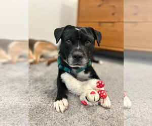 Mutt Dogs for adoption in Aurora, CO, USA