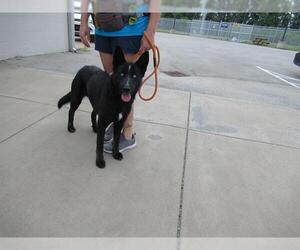 German Shepherd Dog-Huskies  Mix Dogs for adoption in Louisville, KY, USA