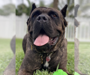 Mastiff-Unknown Mix Dogs for adoption in Brooklyn, NY, USA