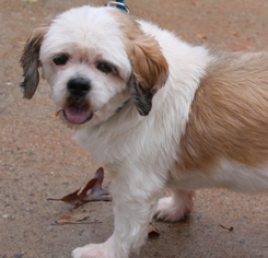 Shih Apso Dogs for adoption in Kennesaw, GA, USA