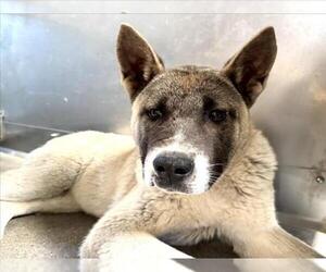 Akita-Unknown Mix Dogs for adoption in San Bernardino, CA, USA