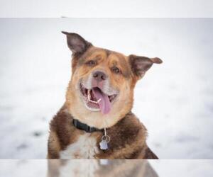 Mutt Dogs for adoption in Brights Grove, Ontario, Canada