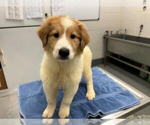 Collie-Great Pyrenees Mix Dogs for adoption in Peoria, IL, USA