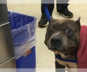 American Pit Bull Terrier-Unknown Mix Dogs for adoption in Riverside, CA, USA