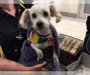 Poodle (Miniature) Dogs for adoption in Grand Prairie, TX, USA