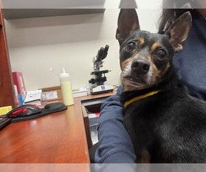 Chihuahua-Unknown Mix Dogs for adoption in Pasadena, TX, USA
