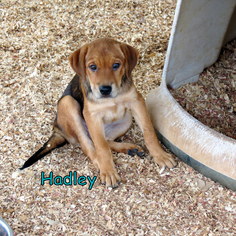 Labrador Retriever Dogs for adoption in Granbury, TX, USA