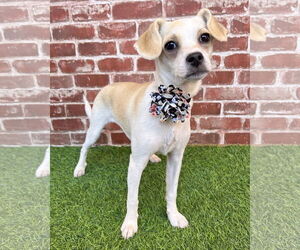 Wapoo Dogs for adoption in Corona, CA, USA