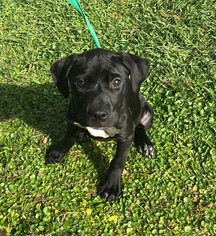 Mastador Dogs for adoption in Sanford, FL, USA