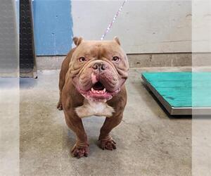 French Bulldog-Staffordshire Bull Terrier Mix Dogs for adoption in Camarillo, CA, USA