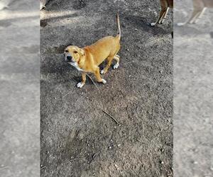 German Shepherd Dog-Unknown Mix Dogs for adoption in San Antonio, TX, USA