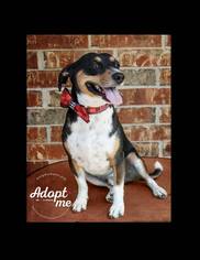 Beagle-Unknown Mix Dogs for adoption in Belton, MO, USA