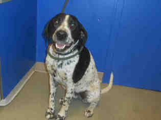 Pointer Dogs for adoption in Pueblo, CO, USA