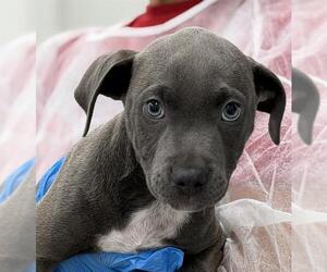 American Staffordshire Terrier-Weimaraner Mix Dogs for adoption in Canfield, OH, USA