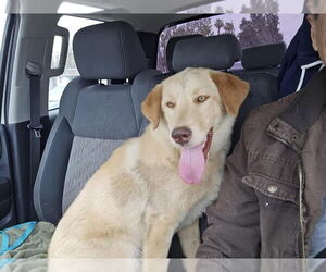 Labrador Retriever Dogs for adoption in San Diego, CA, USA