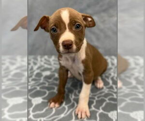 American Staffordshire Terrier-Unknown Mix Dogs for adoption in Lakewood, CO, USA