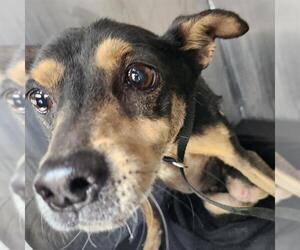 Chihuahua-Unknown Mix Dogs for adoption in San Antonio, TX, USA