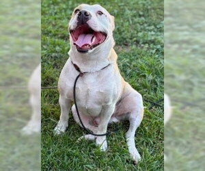 Mutt Dogs for adoption in Modesto, CA, USA