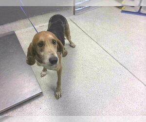 English Foxhound Dogs for adoption in Tallahassee, FL, USA