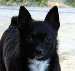 Schipperke Dogs for adoption in Antioch, CA, USA