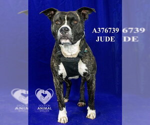 Mutt Dogs for adoption in Stockton, CA, USA