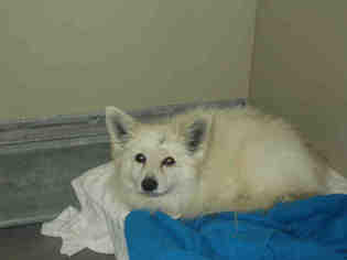 Medium Photo #1 American Eskimo Dog Puppy For Sale in Forestville, MD, USA