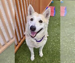 German Shepherd Dog-Unknown Mix Dogs for adoption in Las Vegas, NV, USA