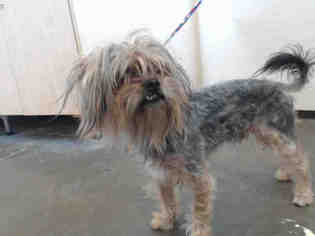 Silky Terrier Dogs for adoption in Camarillo, CA, USA