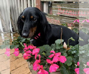 Dachshund Dogs for adoption in Sioux Falls, SD, USA