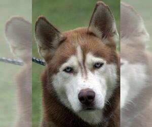 Siberian Husky Dogs for adoption in Sparta, TN, USA