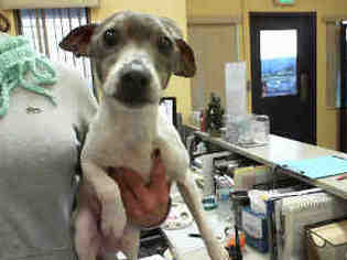 Jack Russell Terrier-Unknown Mix Dogs for adoption in Morgan Hill, CA, USA