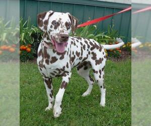 Dalmatian Dogs for adoption in Batavia, NY, USA