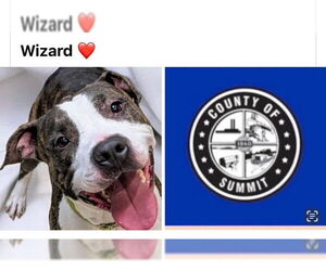 American Pit Bull Terrier Dogs for adoption in Akron, OH, USA