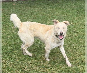 Labrador Retriever-Unknown Mix Dogs for adoption in Riverside, CA, USA