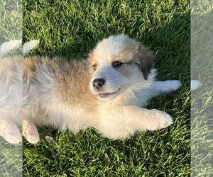 Great Pyrenees-Unknown Mix Dogs for adoption in Fishers, IN, USA