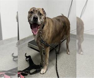 American Staffordshire Terrier-Unknown Mix Dogs for adoption in Palmetto, FL, USA