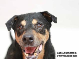 Labrottie Dogs for adoption in Nashville, TN, USA