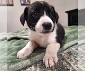 Border Collie-Unknown Mix Dogs for adoption in Wakefield, RI, USA