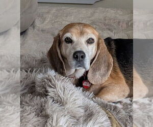 Beagle Dogs for adoption in Dunnellon, FL, USA
