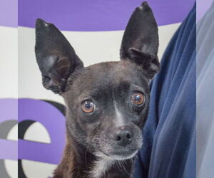 Chipin Dogs for adoption in Huntley, IL, USA