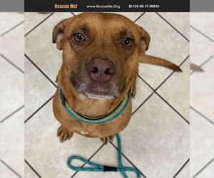 American Bulldog-Unknown Mix Dogs for adoption in Benton, PA, USA