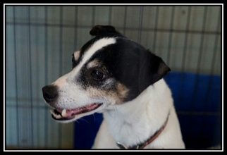 Jack-Rat Terrier Dogs for adoption in Bealeton, VA, USA