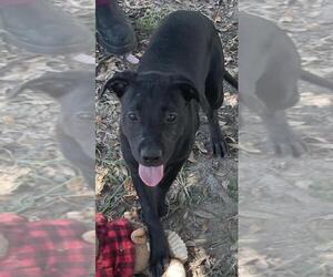 Labrador Retriever-Unknown Mix Dogs for adoption in Texas City, TX, USA