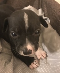 Medium Photo #1 Beagle-Unknown Mix Puppy For Sale in Dallas, TX, USA