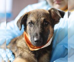 German Shepherd Dog-Unknown Mix Dogs for adoption in San Antonio, TX, USA