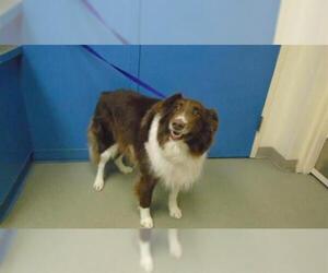 Border Collie Dogs for adoption in Pueblo, CO, USA