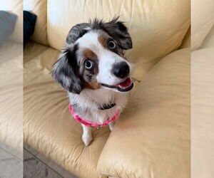 Australian Shepherd Dogs for adoption in Valrico, FL, USA