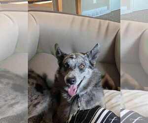 Australian Shepherd-Unknown Mix Dogs for adoption in MIDWAY, UT, USA