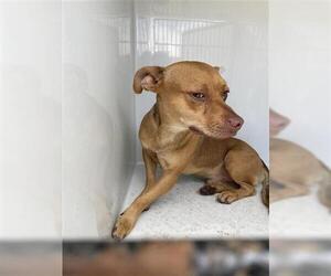 Chihuahua Dogs for adoption in Houston, TX, USA